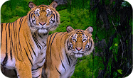 খুলনা