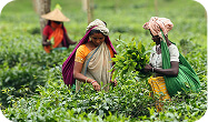 সিলেট